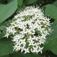 Cornus sericea