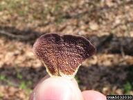 Pallidohirschioporus biformis