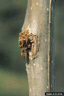 Sciapteron tabaniformis