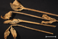 Melampsora cerastii