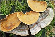 Stereum hirsutum