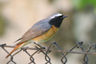 Phoenicurus phoenicurus