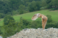 Tyto alba