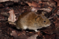 Clethrionomys glareolus
