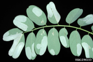 Phyllonorycter robiniella