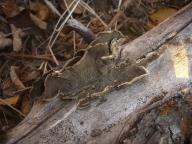Porostereum spadiceum
