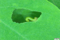 Nematus tibialis