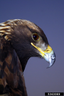 Aquila chrysaetos