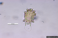 Acarapis woodi