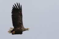 Haliaeetus albicilla