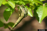 Byctiscus