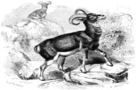 Ovis orientalis