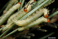 Diprion pini