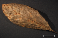 Aecidium berberidis