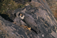 Falco peregrinus