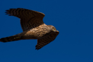 Accipiter gentilis