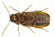 Ernobius mollis