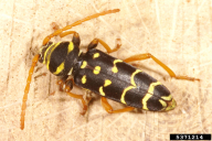 Plagionotus arcuatus