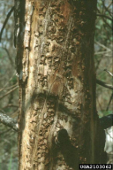 Ips sexdentatus
