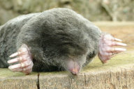 Talpa europaea