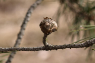 Trisetacus pini  pini