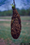 Apis mellifera
