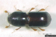 Xyleborus germanus