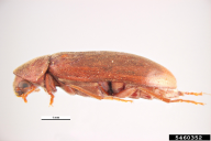 Ernobius mollis