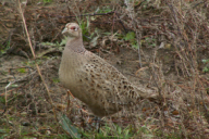 Phasianus colchicus