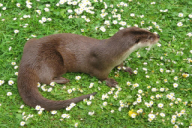 Lutra lutra