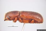 Dryocoetes autographus