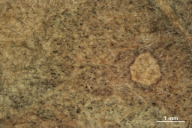 Tubakia dryina