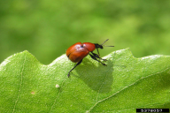 Attelabus