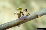 Erwinia amylovora
