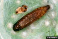 Tischeria ekebladella