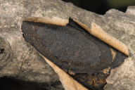 Biscogniauxia mediterranea