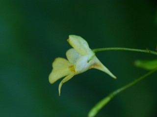 Impatiens parviflora