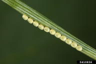 Bupalus piniarius