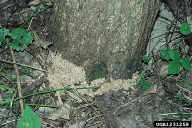 Aegeria apiformis