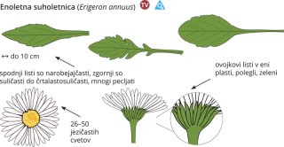 Podatki o sliki, izvirna velikost.