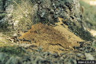 Cossus cossus