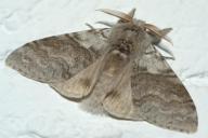 Dasychira pudibunda