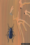 Callidium violaceum