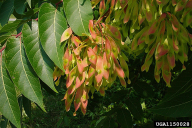 Ailanthus altissima