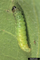 Tortrix viridana