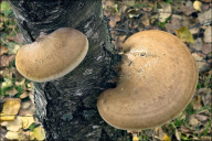 Piptoporus betulinus