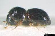 Xyleborus germanus