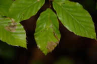 Rhynchaenus fagi