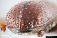 Tomicus minor