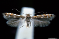 Phyllonorycter robiniella
